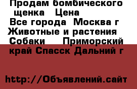 Продам бомбического щенка › Цена ­ 30 000 - Все города, Москва г. Животные и растения » Собаки   . Приморский край,Спасск-Дальний г.